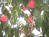 ������