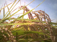 �R�V�q�J��