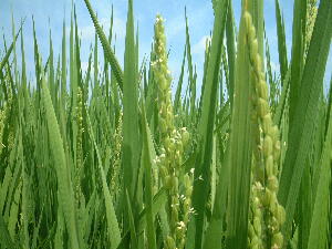 �V���āu�R�V�q�J���v